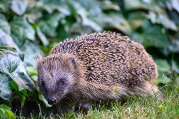 Igel