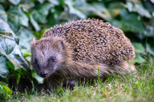 Igel