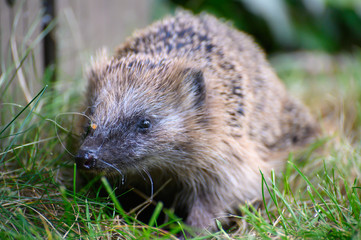 Igel auf Wiese Großaufnahme