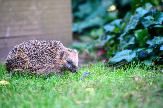 Igel