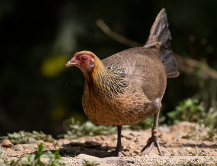 Jungle fowl female bird portrait shoot