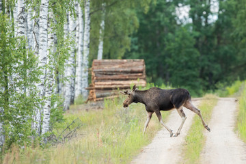 Mammal - bull moose (Alces)