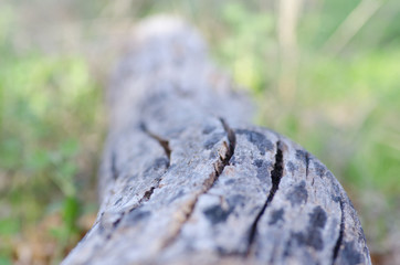 Timber log on forest floor blurred background