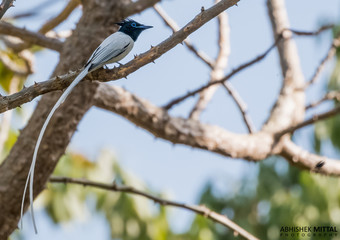 Asian Paradise Flycatcher on the three