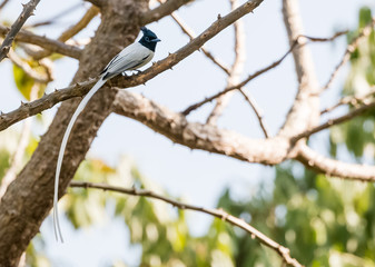 Asian Paradise Flycatcher on the three