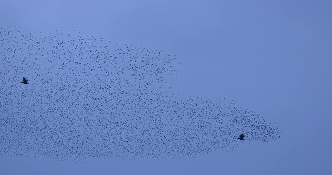 Large Starling murmuration and crow flying in formation