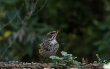 Tickells Thrush female bird portrait shoot at Sattal