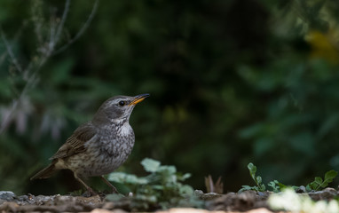Tickells Thrush female bird portrait shoot at Sattal