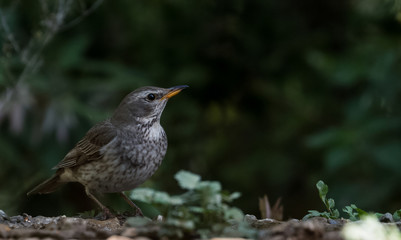 Tickells Thrush female bird portrait shoot at Sattal
