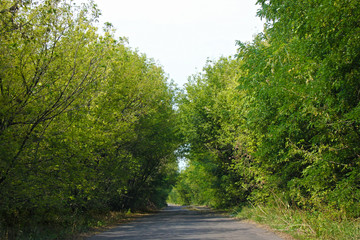 Fototapeta na wymiar road in forest