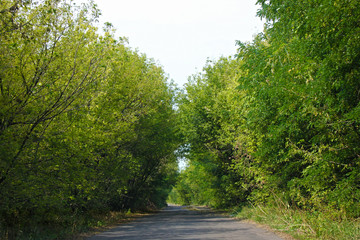 road in forest