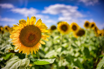 Obraz premium Gorgeous natural Sunflower landscape, blooming sunflowers agricultural field, cloudy blue sky