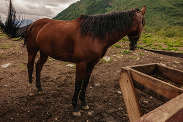 a lone brown horse stands tied to a fence