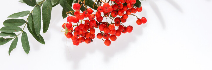 Panoramic natural background. Rowan (Sorbus aucuparia) berries and leaves