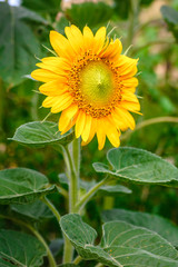 Obraz premium Sunflower in the garden