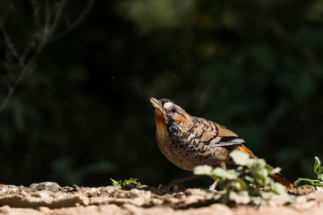 Rufous Chinned Laughing Thrush searching food in Sattal