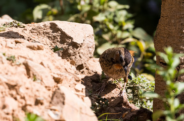 Rufous Chinned Laughing Thrush searching food in Sattal