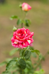 A dogrose bush with tender flowers blooming and smells sweet in the summer day