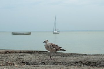 A seagull walking on the beach with a boat in a background