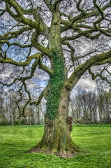 Obraz premium Tree park hdr