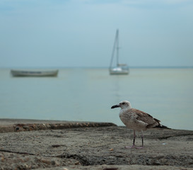 A seagull walking on the beach with a boat in a background