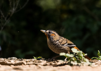 Rufous Chinned Laughing Thrush searching food in Sattal