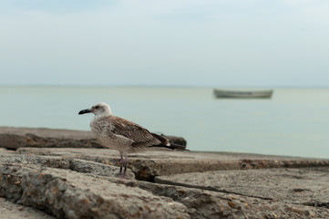 A seagull walking on the beach with a boat in a background