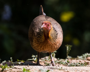 Jungle Fowl Female ortrait shoot with green background in the jungles of Sattal while searching for food