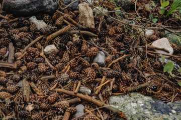 a lot of pine cones lying on the ground top view