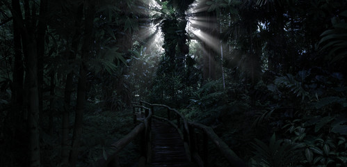 Deep tropical jungle in darkness © quickshooting