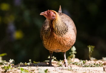 Jungle Fowl Female ortrait shoot with green background in the jungles of Sattal while searching for food