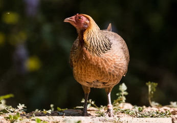Jungle Fowl Female ortrait shoot with green background in the jungles of Sattal while searching for food