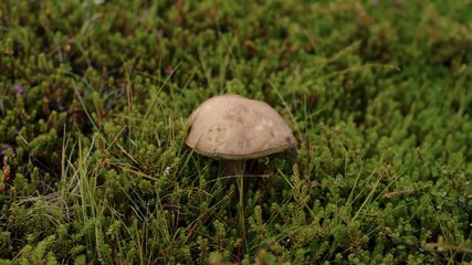 Gardener or traveller picks up wild mushrooms