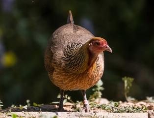 Jungle Fowl Female ortrait shoot with green background in the jungles of Sattal while searching for food
