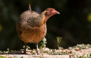 Jungle Fowl Female ortrait shoot with green background in the jungles of Sattal while searching for food