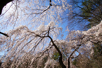 京都御苑近衛邸跡の糸桜