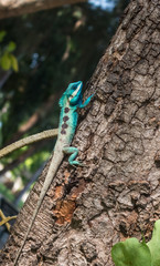 Naklejka na ściany i meble Male lizards colorful in thailand