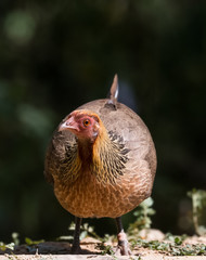Jungle Fowl Female ortrait shoot with green background in the jungles of Sattal while searching for food