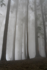 Fog in cloud forest black and white Sri Lanka stock photo