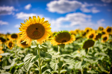 Obraz premium Gorgeous natural Sunflower landscape, blooming sunflowers agricultural field, cloudy blue sky