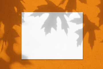 Two empty white vertical rectangle poster mockups with soft shadows of maple tree leaves on...