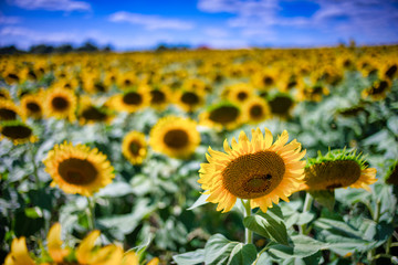 Gorgeous natural Sunflower  landscape, blooming sunflowers agricultural field, cloudy blue sky