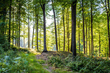 Fototapeta premium light in the forest