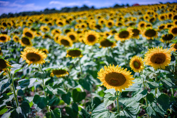 Fototapeta premium Gorgeous natural Sunflower landscape, blooming sunflowers agricultural field, cloudy blue sky
