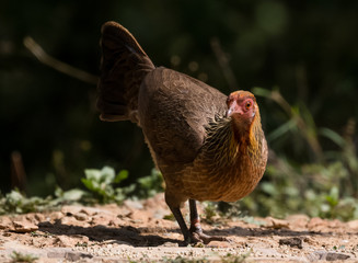 Jungle Fowl Female ortrait shoot with green background in the jungles of Sattal while searching for food