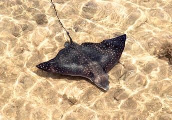 Manta Raya