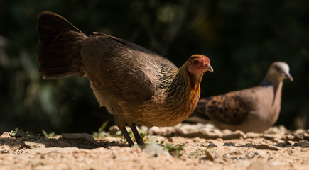 Jungle Fowl Female ortrait shoot with green background in the jungles of Sattal while searching for food