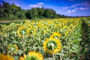 Obraz premium Gorgeous natural Sunflower landscape, blooming sunflowers agricultural field, cloudy blue sky