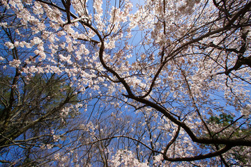 京都御苑近衛邸跡の糸桜