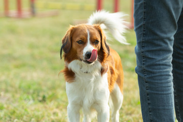A young australian shepherd dog licking with his tongue over his nose at the dog school area.